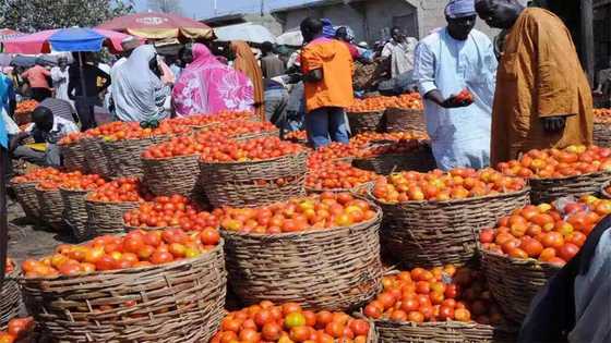 Tirkashi: An gano asarar da manoman Tumatir ke yi duk shekara a jihar Kano