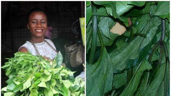 Ugu (fluted pumpkin) leaves benefits you should know about