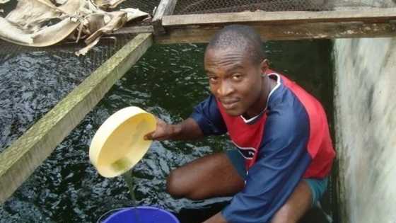 Catfish farming in Nigeria - Business tips