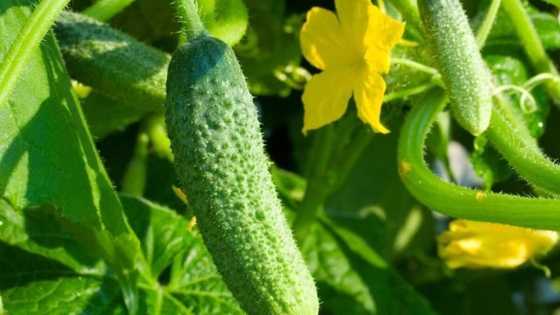 15 health benefits of cucumber