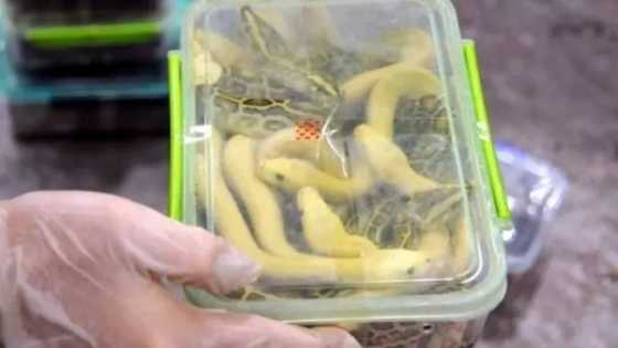 Wani fasinja ya shiga jirgin sama jakar shi cike da macizai da kunamu