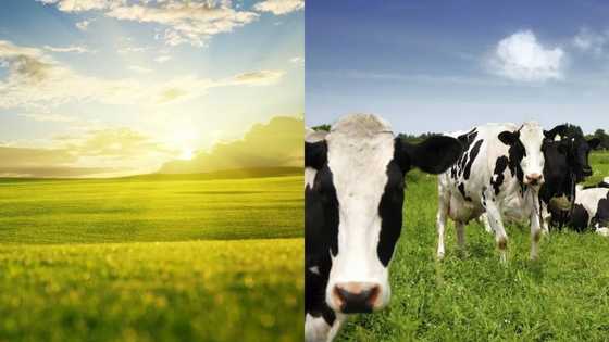 Ley farming in Nigeria: pros and cons