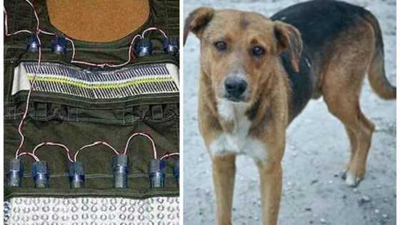 BREAKING: Dog dies fighting teenage bomber at Maiduguri wedding party