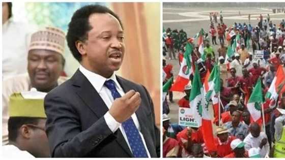Shehu Sani advocates N150,000 minimum wage for workers, slams politicians for stealing monies