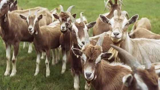 Kisan Akuyar makwabta ya jefa wata mata da 'yarta cikin matsala