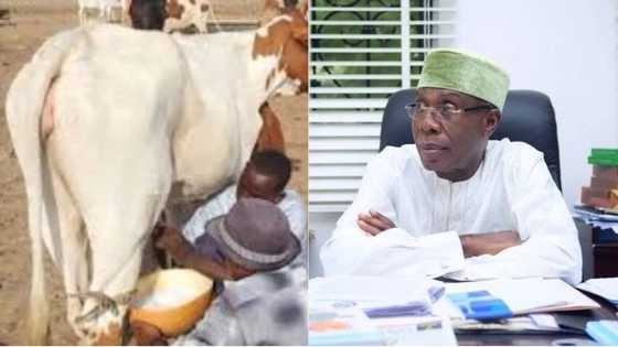 Nigerian cows are the worst milk producers in the world - Minister