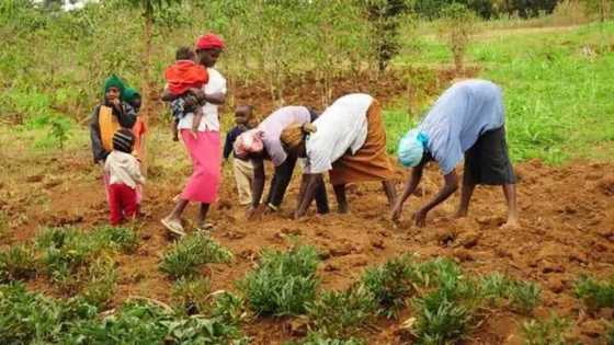 FG, Nigerians turn to farming as hunger ravages Nigeria