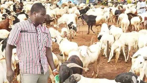 Babban Sallah: Dillalan raguna sun damu da karancin masu siya