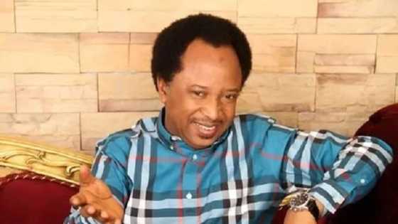 Naman gwangwani da madara berayen Aso Rock ke ci – Shehu Sani yayi ba'a ga fadar shugaban kasa