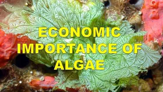 12 reasons why algae is important for economics