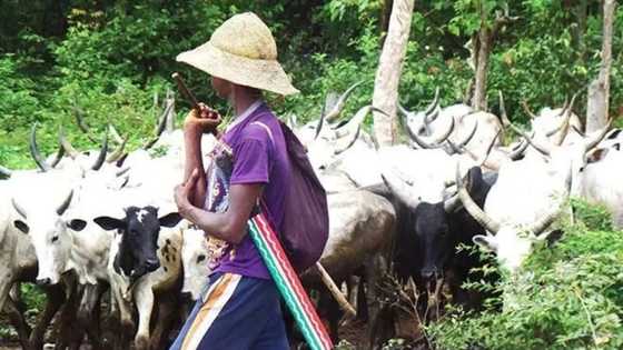 Why we attacked Benue communities - Miyetti Allah cattle breeders leader opens up