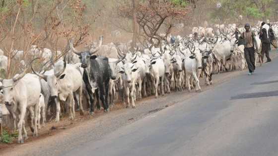 Herdsmen allegedly go haywire, destroy Unilorin’s multi-million naira farm and poison dam with chemicals
