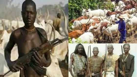 Tribal war looms between Fulani herdsmen and Oyo hunters over 500 missing cows