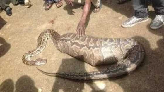 Read what this snake swallowed in Abuja (photos)