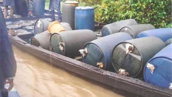 While Nigeria struggles to produce enough oil, vandals are expanding their operations from the limited supply