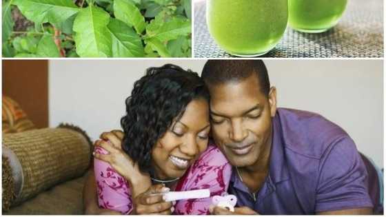 Top benefits of bitter leaf juice for fertility