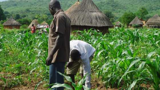 Shiru kake ji: Bankin manoma ya koka a kan kudi fiye da biliyan N60bn da manoman Najeriya suka ranta