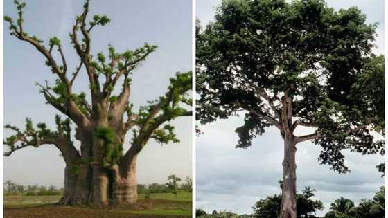 Climate change: Group commences plan to plant one million trees nationwide