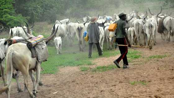 Just in: Suspected herdsmen reportedly attack Adamawa community, several houses burnt