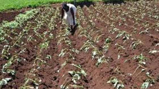 Manoma a jihar Jigawa sun rungumi sana'ar noman dankali