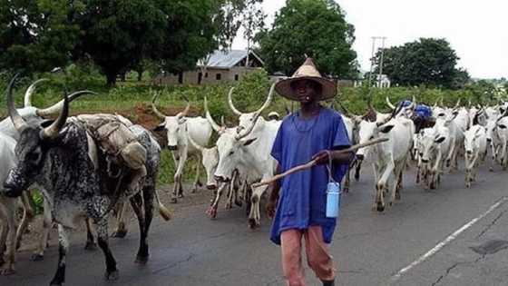 Anti-grazing law: Fulani herdsmen request for extension of deadline or they would vacate Benue