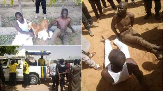 Karshen alewa kasa: Wasu barayin Awaki sun shiga hannu a Gombe (Hotuna)