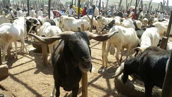 To fa! Ragon suna na shirin raba aure a Sakkwato