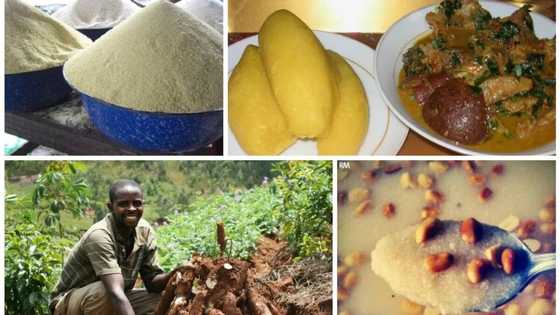 As garri price rises to N1,200, Nigerians run back to farming