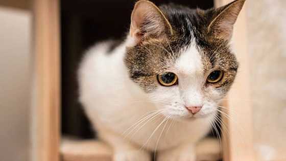 Dukan Kyanwa ya sanya wata Mata ta Harbe Mijin ta har Lahira