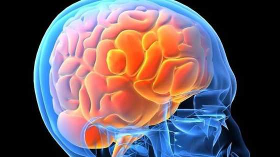 Kimiyya: Shin tsakanin kwakwalwa da zuciya? Wacce masu rai ke amfani da ita wajen tunani?