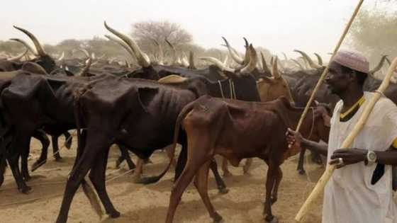 Makiyaya 4,000 sun yi hijra daga jihohin kudu zuwa jihar Kaduna