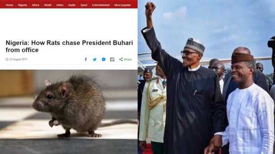 BBC mocks Nigeria over rats in presidential office