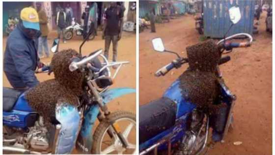 Man sends BEES to recover his motorbike, attack thief (photos)