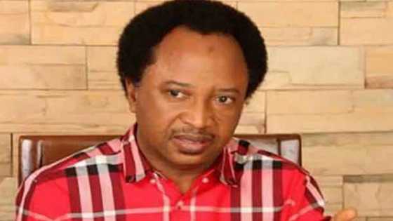 Abduction of Dapchi school girls proves FG has not learnt from Chibok - Shehu Sani