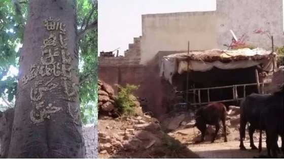 Miracle?! See what was found written on a tree in a church in Ekiti (SEE)