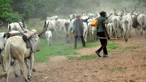 Suspected militia launch attack on herdsmen community in Nasarawa, 2 missing, 73 cows killed