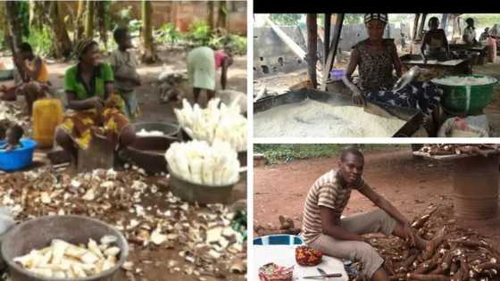 How to generate huge income from cassava peels cake