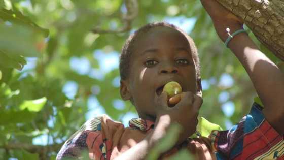 Shea butter for skin lightening: essential oils for body care and masks