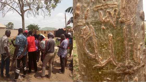 Hotunan yadda rubutun 'Allahu Akbar' ya bayyana jikin wata itaciya a garin Legas