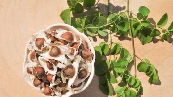 Incredible moringa seed benefits to health and possible side effects