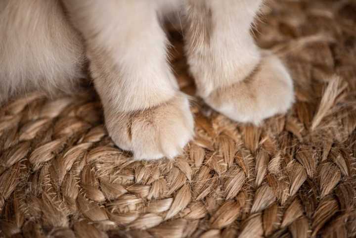 Tout Savoir Sur La Patte De Chat Caract ristiques Anatomie Legit ng Tout Savoir Sur La Patte De Chat Caract ristiques Anatomie Legit ng