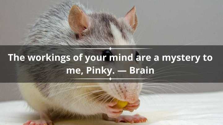 33 Pinky and the Brain quotes from the iconic cartoon show Legit.ng