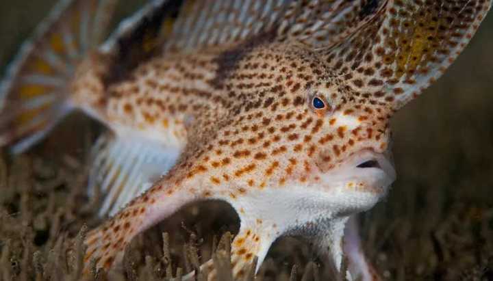 Les cinq poissons les plus moches du monde : attention les yeux - Legit.ng