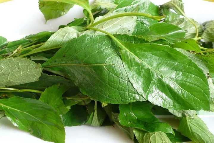 Yoruba herbs and their uses - Legit.ng