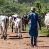 Fulani Herdsmen avatar